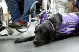 It’s a dogs life – International Dogs Day It’s a dogs life – International Dogs Day
